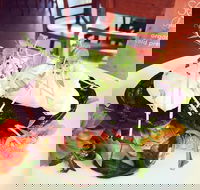 Succulent Cafe - Kalgoorlie Accommodation