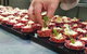 Jayliano's - thumb 4