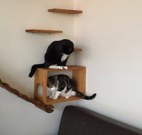 Hobart Cat Cafe - Kalgoorlie Accommodation