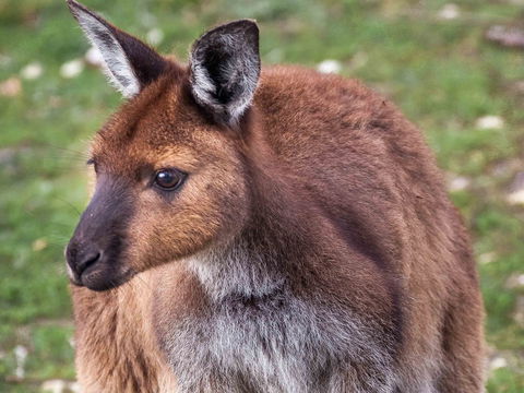 Mercure Kangaroo Island Lodge - Kalgoorlie Accommodation 15