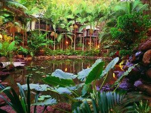 Daintree Eco Lodge & Spa - Kalgoorlie Accommodation 0