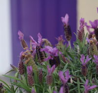 The Purple Door on Seaview
