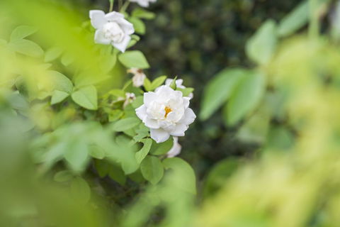 Garden City Motor Inn - Kalgoorlie Accommodation 40