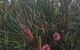 Adelaide Style Accommodation-Close To City-North Adelaide-3 Bdrm- FREE Parking - thumb 42