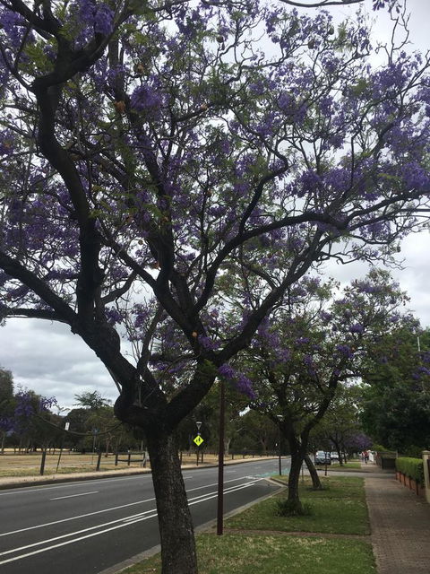 Adelaide Style Accommodation-Close To City-North Adelaide-3 Bdrm- FREE Parking - Kalgoorlie Accommodation 34