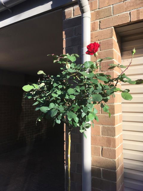 Adelaide Style Accommodation-Close To City-North Adelaide-3 Bdrm- FREE Parking - Kalgoorlie Accommodation 21