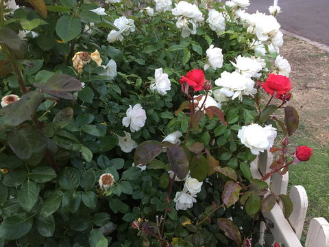 Blyth Cottage Burra - Kalgoorlie Accommodation 26