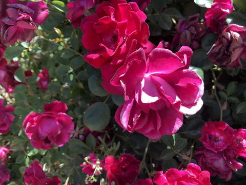 Blyth Cottage Burra - Kalgoorlie Accommodation 20