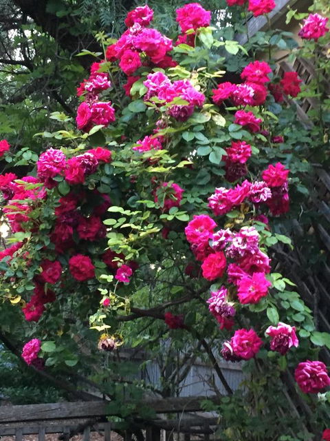 Blyth Cottage Burra - Kalgoorlie Accommodation 25