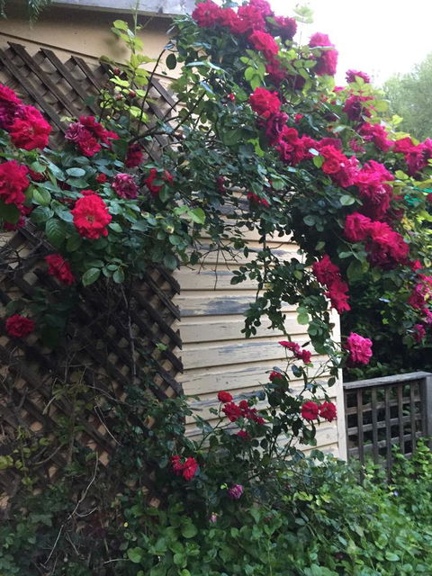 Blyth Cottage Burra - Kalgoorlie Accommodation 24