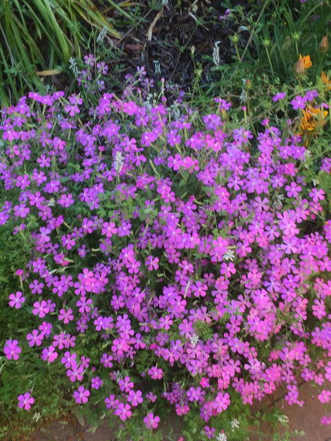 Blyth Cottage Burra - Kalgoorlie Accommodation 30