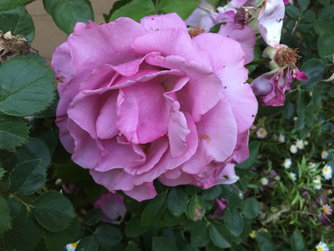 Blyth Cottage Burra - Kalgoorlie Accommodation 27