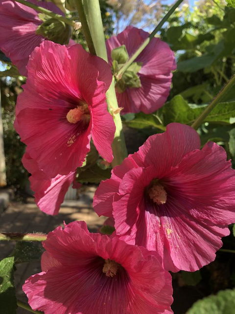 Blyth Cottage Burra - Kalgoorlie Accommodation 21