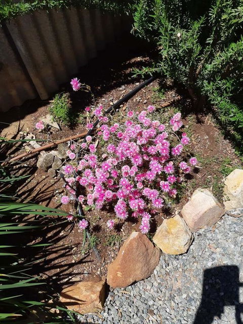 Blyth Cottage Burra - Kalgoorlie Accommodation 19