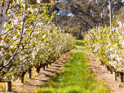STUDIO ECHUNGA Adelaide Hills - Kalgoorlie Accommodation 18