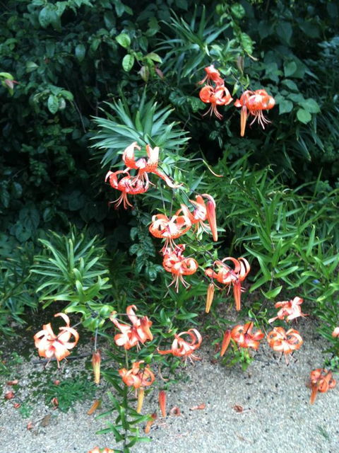 Warriwillah - Millthorpe's Country Motel - Kalgoorlie Accommodation 5