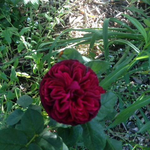 Warriwillah - Millthorpe's Country Motel - Kalgoorlie Accommodation 13