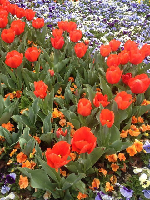 Warriwillah - Millthorpe's Country Motel - Kalgoorlie Accommodation 4