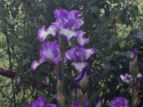 Warriwillah - Millthorpe's Country Motel - Kalgoorlie Accommodation 8