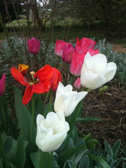 Warriwillah - Millthorpe's Country Motel - Kalgoorlie Accommodation 11