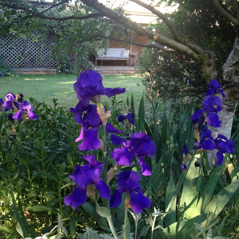 Warriwillah - Millthorpe's Country Motel - Kalgoorlie Accommodation 9