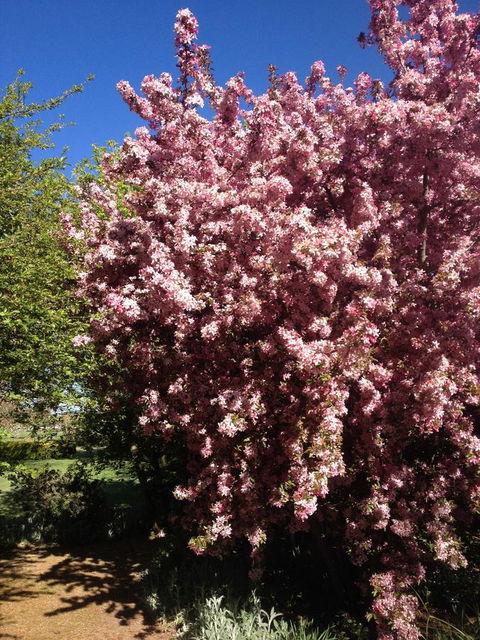 Warriwillah - Millthorpe's Country Motel - Kalgoorlie Accommodation 10