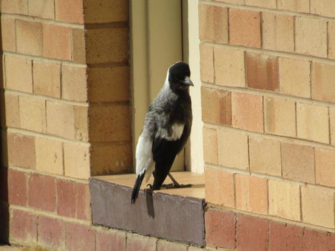 Allonville Gardens Motel - Kalgoorlie Accommodation 34