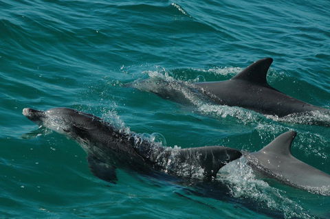 Jervis Bay Vista - Kalgoorlie Accommodation 18