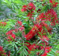 Bottlebrush B  B - Kalgoorlie Accommodation