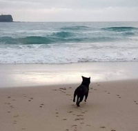 Breakers at Mudjimba Beach