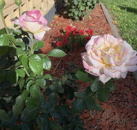Central Tranquility - Kalgoorlie Accommodation
