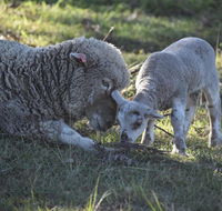 Clandulla Cottages  Farmstay - Kalgoorlie Accommodation