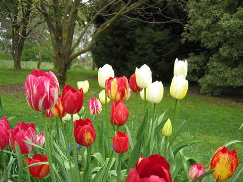 Clifton Gardens B&B - Kalgoorlie Accommodation 1