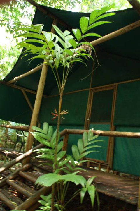Daintree Crocodylus - Kalgoorlie Accommodation 3