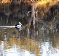 Euston Club Motel - Kalgoorlie Accommodation