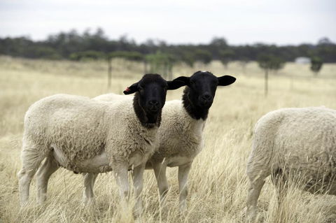 Gilgraves Vineyard Farmstay - Kalgoorlie Accommodation 3