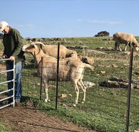 Gilgraves Vineyard Farmstay - Kalgoorlie Accommodation