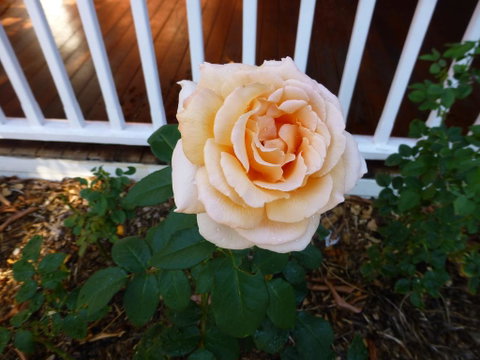 Lakeside Bed & Breakfast - Kalgoorlie Accommodation 2