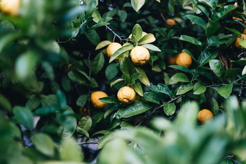 Lemon Tree Cottage - Bendeela - Kalgoorlie Accommodation 1