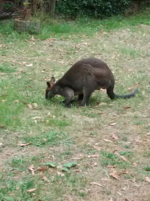 Lyrebird Gully Retreat - Kalgoorlie Accommodation 1
