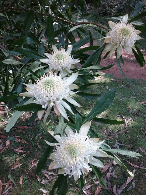 Lyrebird Gully Retreat - Kalgoorlie Accommodation 0