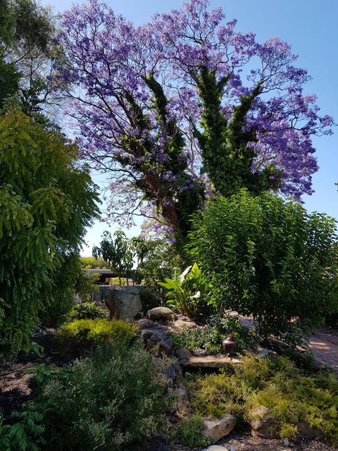 Jacaranda Hideaway Bed & Breakfast - Kalgoorlie Accommodation 10