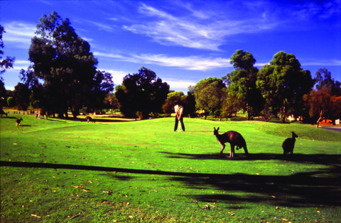 Novotel Vines Resort Swan Valley - Kalgoorlie Accommodation 3