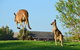 Novotel Vines Resort Swan Valley - thumb 8