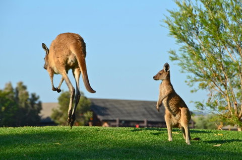 Novotel Vines Resort Swan Valley - Kalgoorlie Accommodation 8