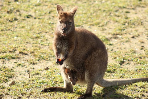 Tamar Solar Home - Kalgoorlie Accommodation 4