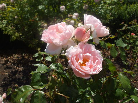 The WeareHouse In Deloraine - Kalgoorlie Accommodation 39