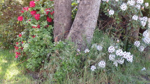 Karoola Cottage Self Contained - Kalgoorlie Accommodation 16