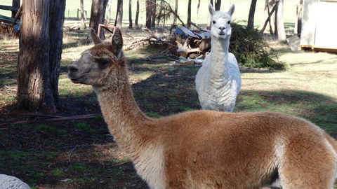 Karoola Cottage Self Contained - Kalgoorlie Accommodation 26