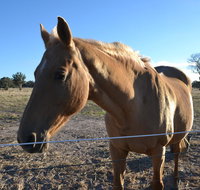 Penny's Place in The pyrenees - Kalgoorlie Accommodation